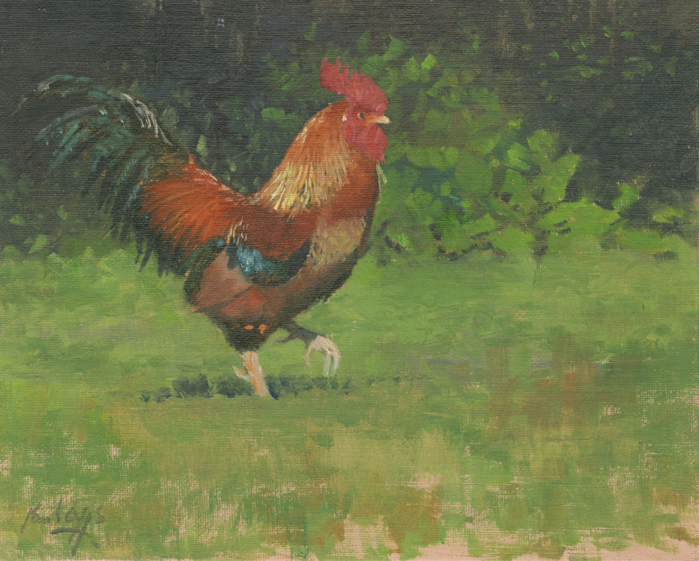 🔴  Cockerel study