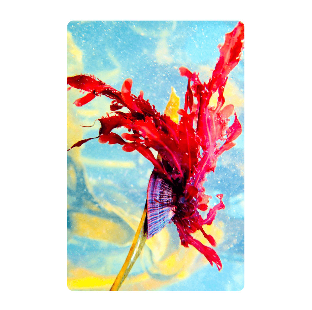 BEACH Towel - PRISCILLA QUEEN OF THE OCEAN 2