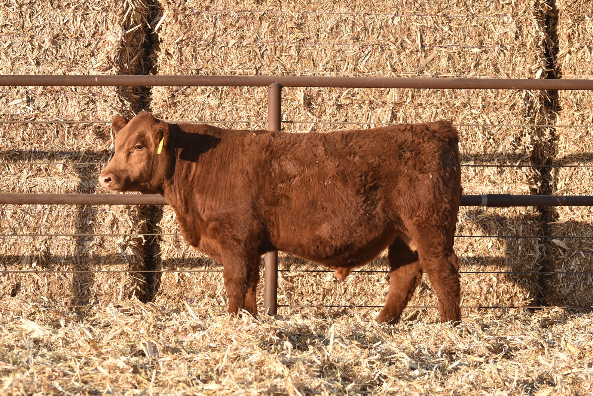 ASH VALLEY COUNTER 2008