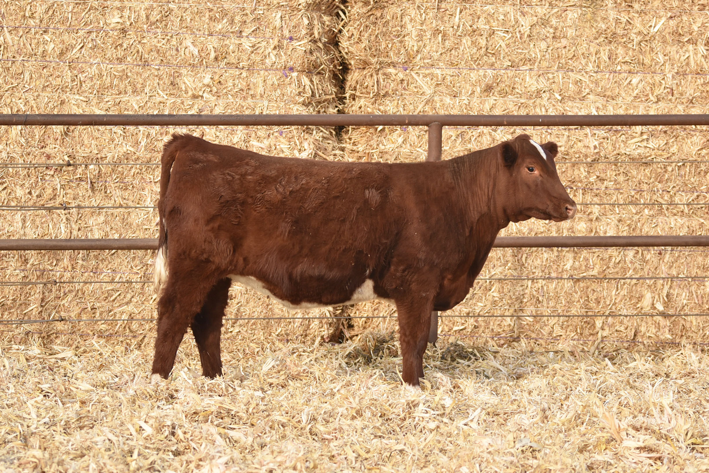 ASH VALLEY MAIDEN 2052