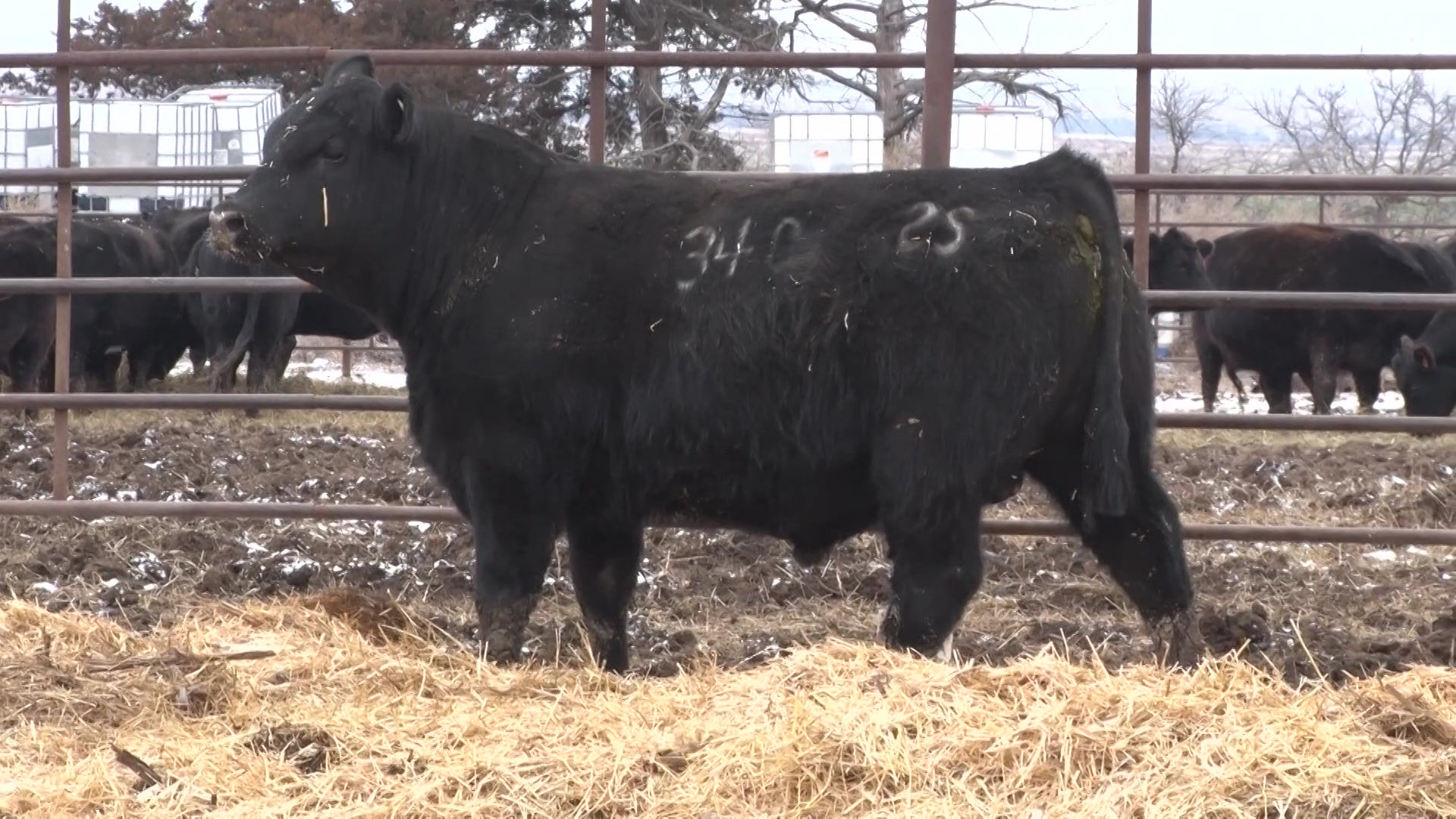 Schlegel Refresh 340