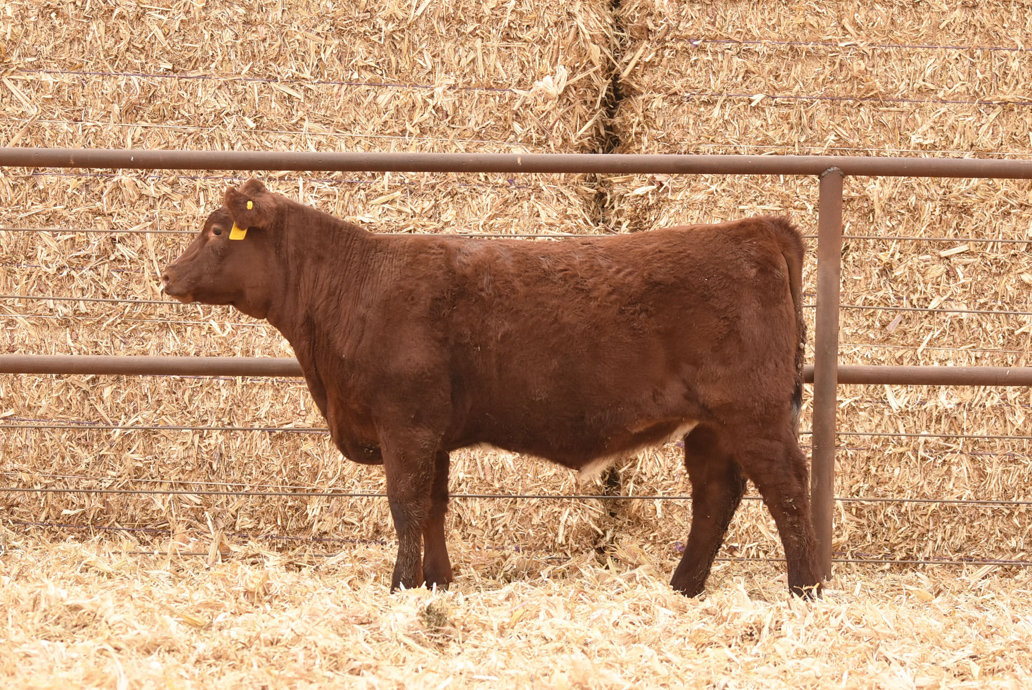 ASH VALLEY LADY 2064