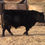 Thumbnail: Rossman Versatile K102
