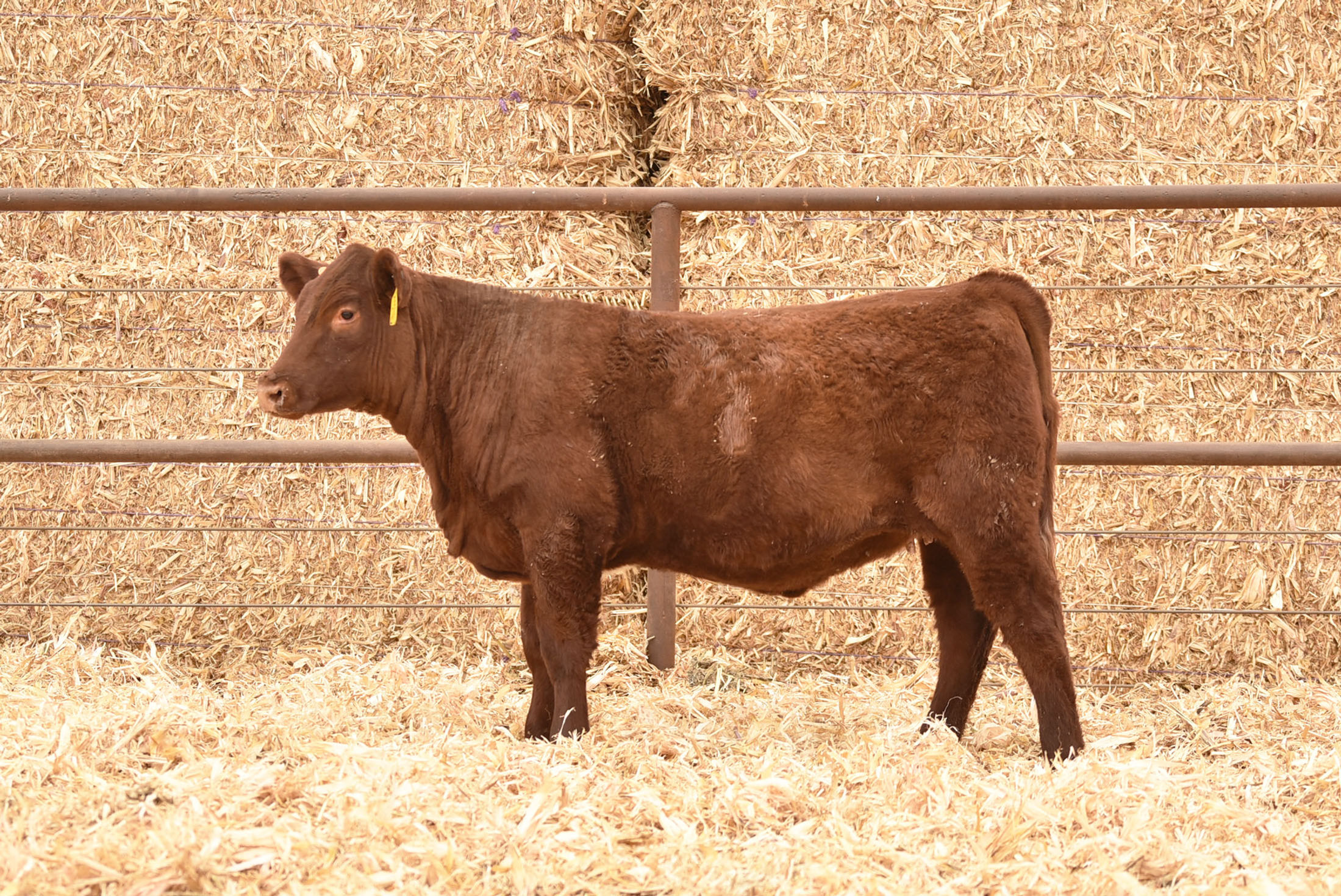 ASH VALLEY FLASH 2150