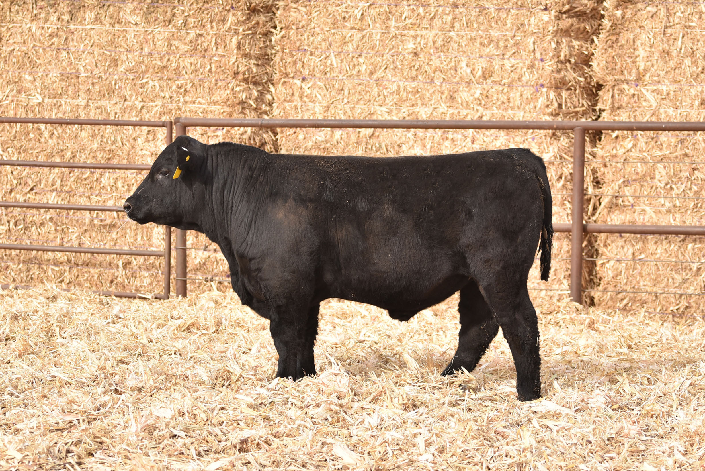 ASH VALLEY BOTTOMLINE 2026