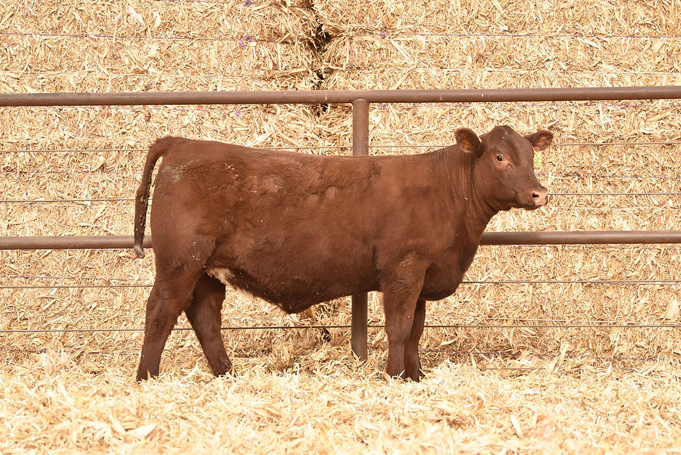 ASH VALLEY KENDRA 2085