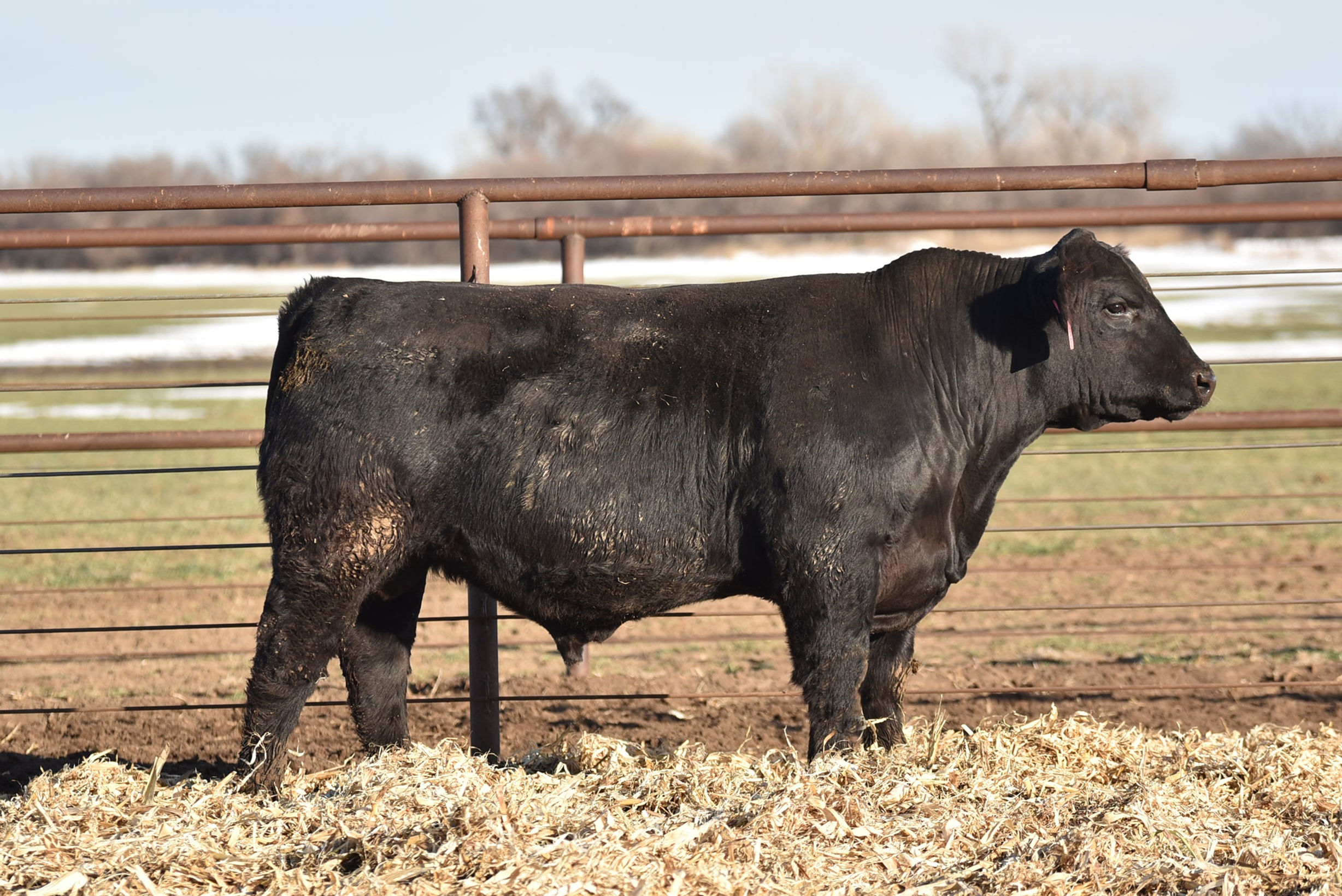 ASHVALLEY BRONC 3796