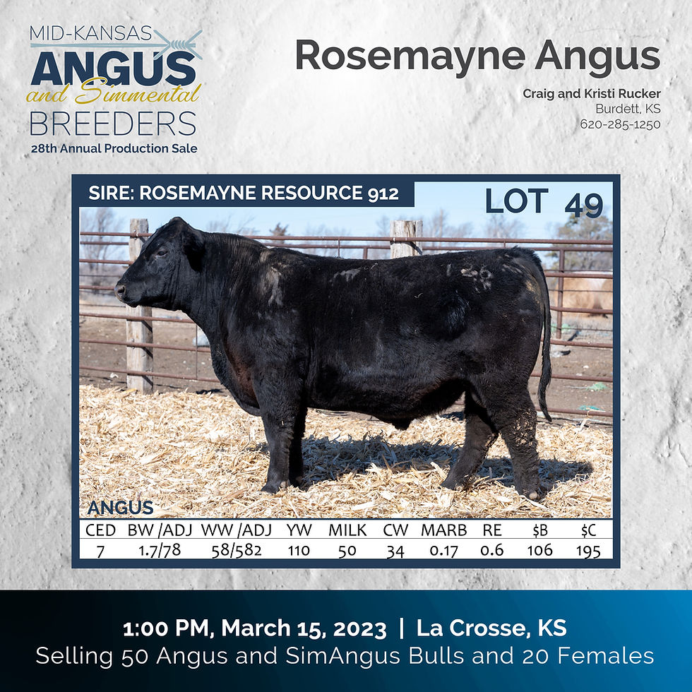 Mid Kansas Angus and Simmental Breeders Kansas Bulls
