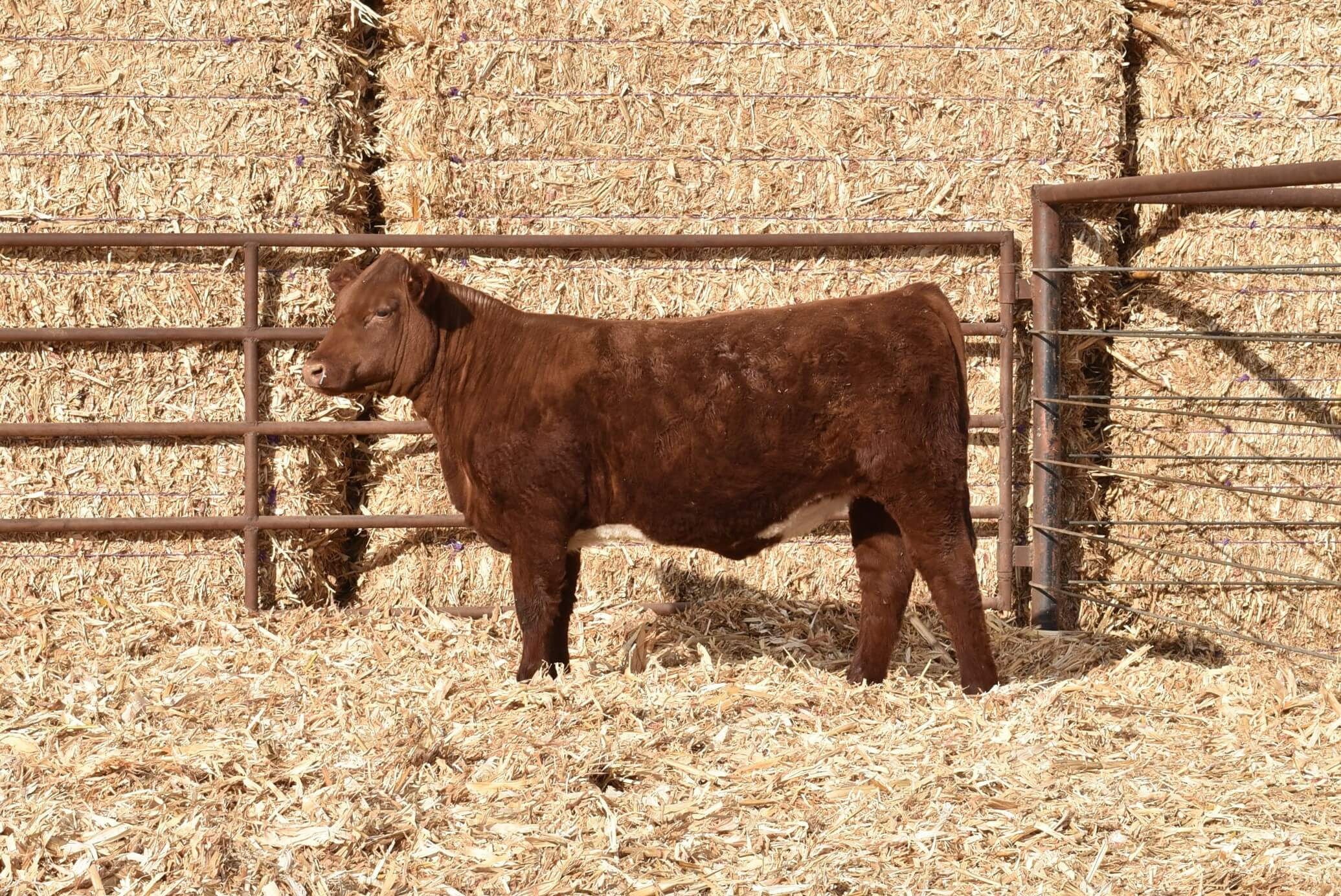 LOT 78 ASH VALLEY LUCY 0328
