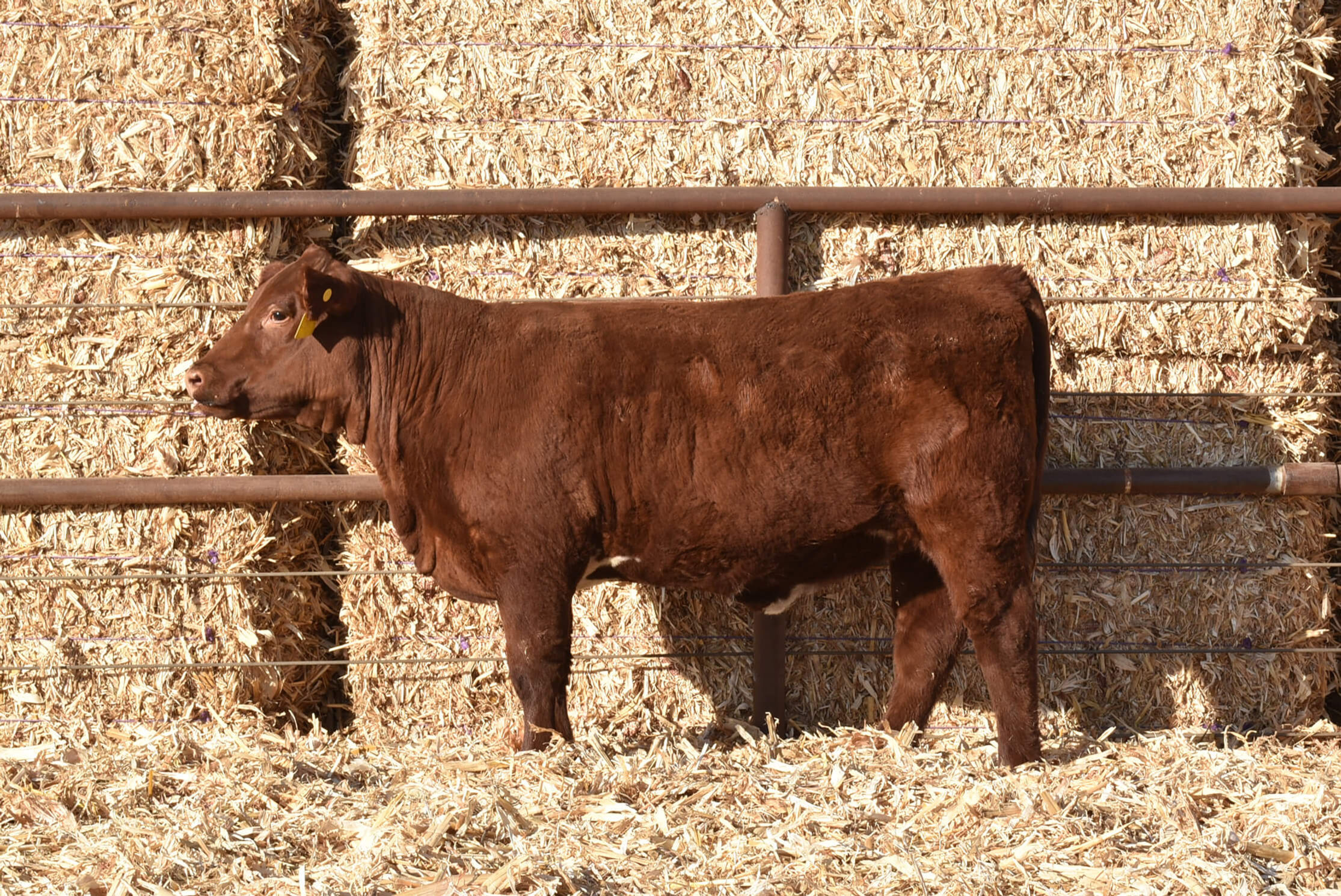 LOT 65 ASHVALLEY ROSE 0275