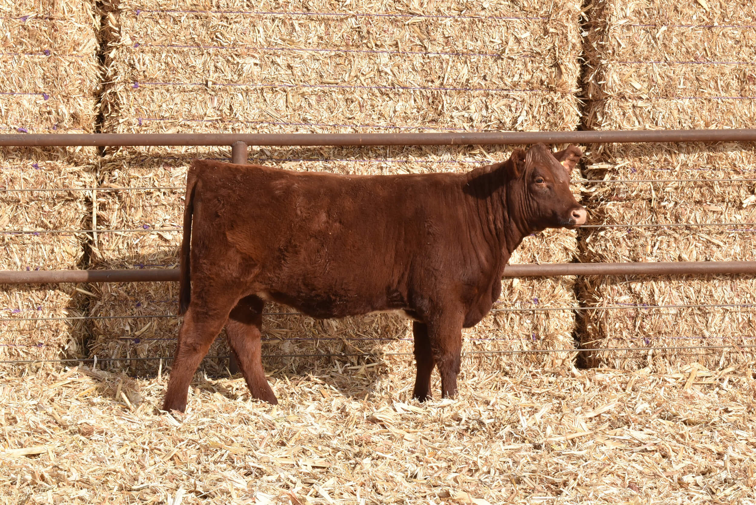 LOT 72 ASH VALLEY QUEEN 0344