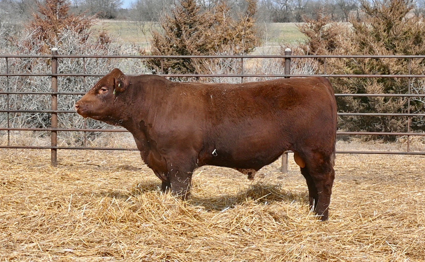 ZS Cassanova TE 5420