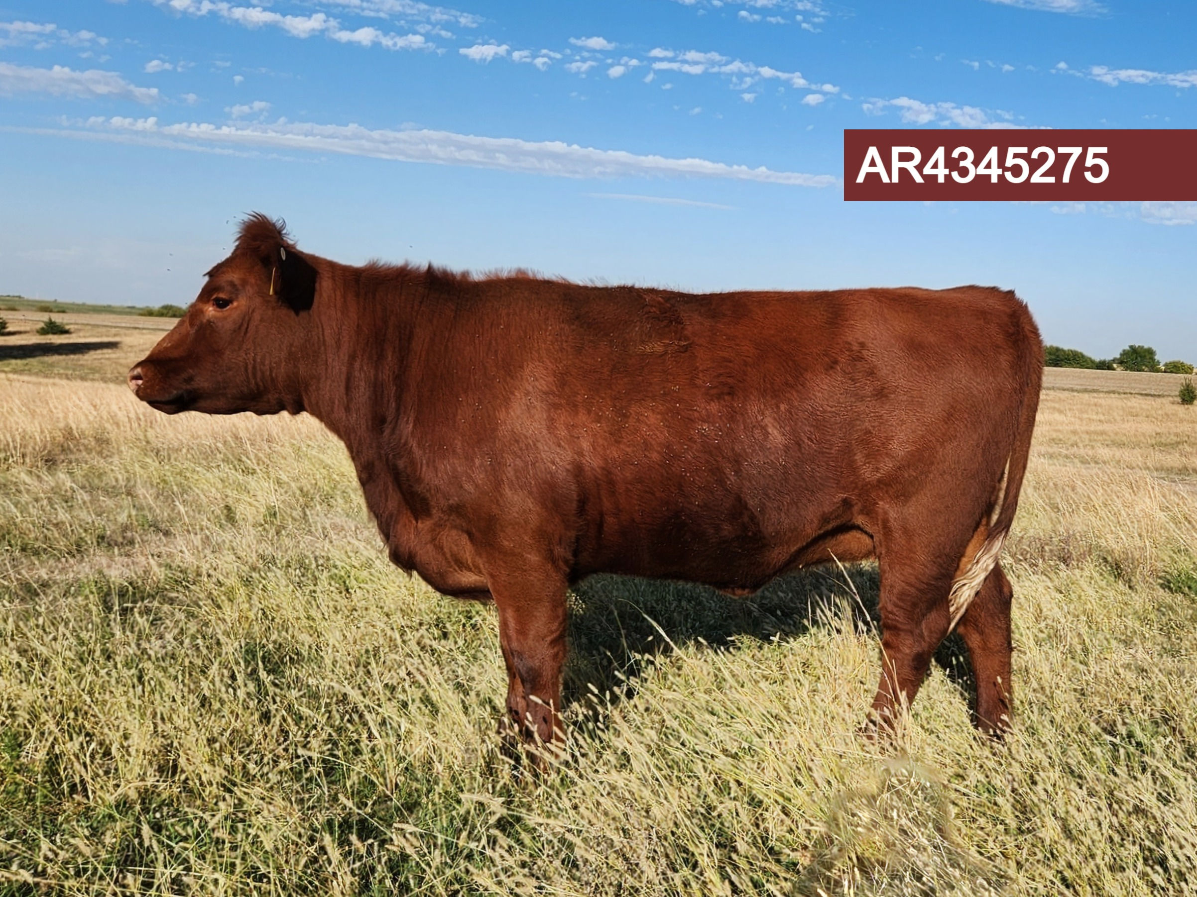 3 Spring Bred Heifers