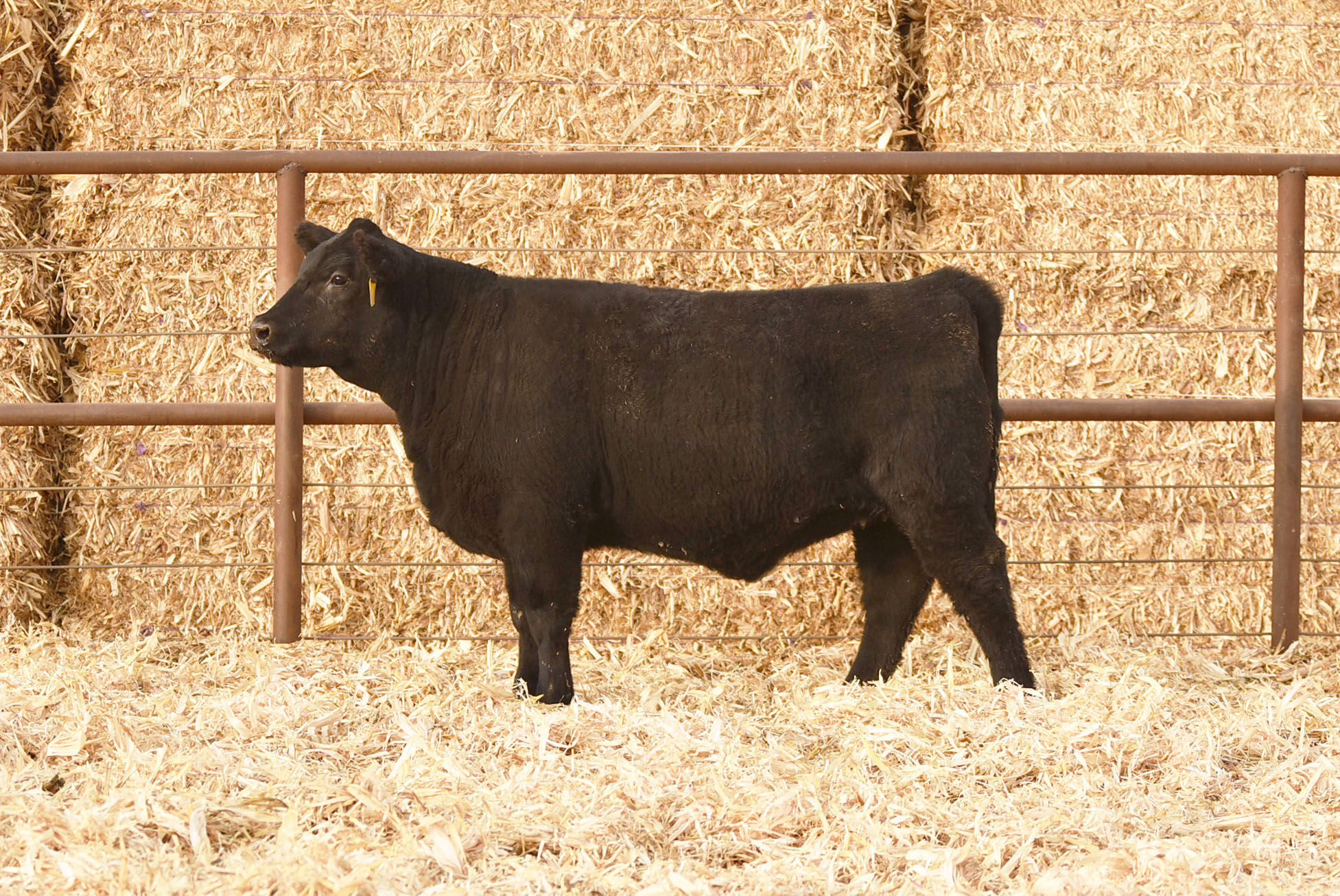 ASH VALLEY RITA 2129