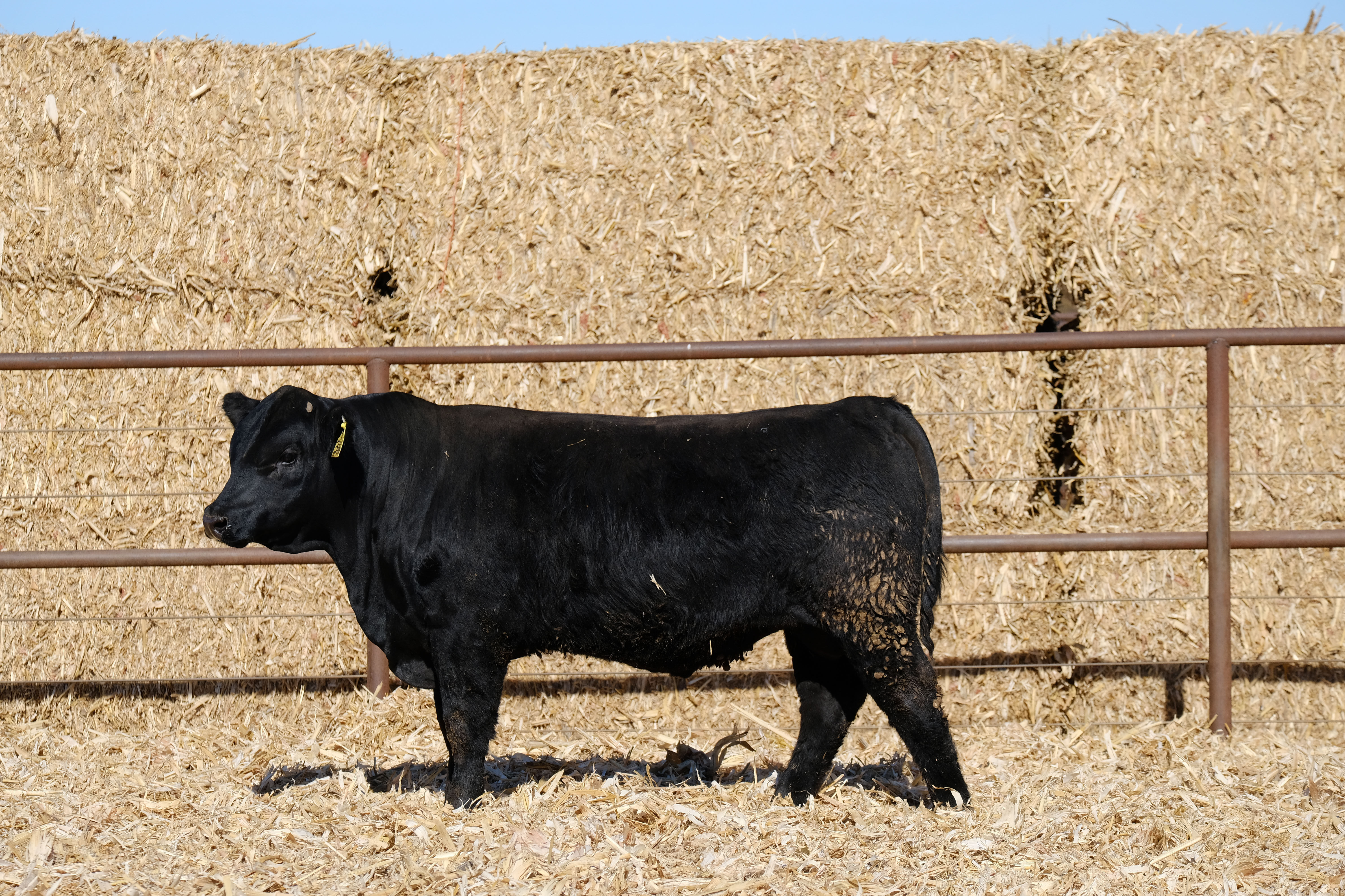 ROCK ISLAND PRESSBREAKER 316