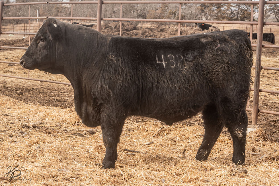 Thumbnail: Schlegel Refresh 432