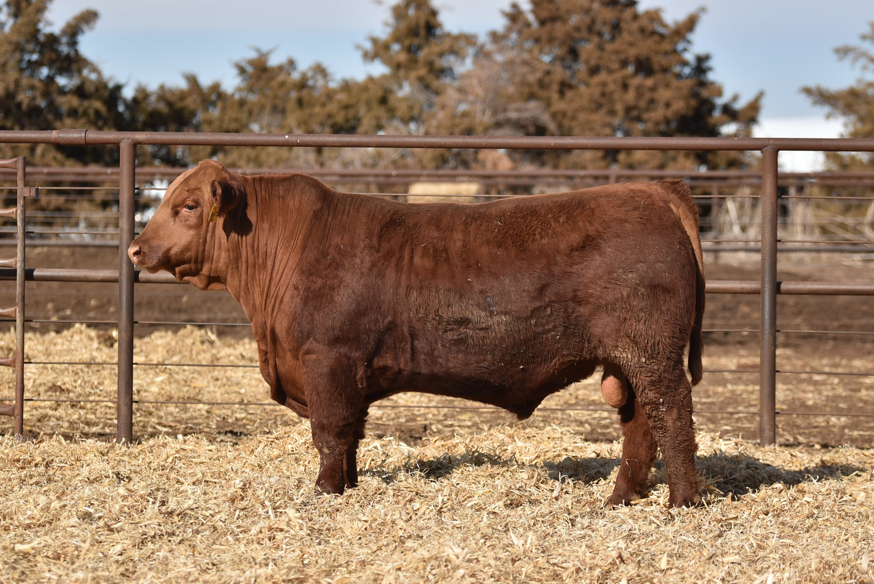 ASHVALLEY BRONC 3789