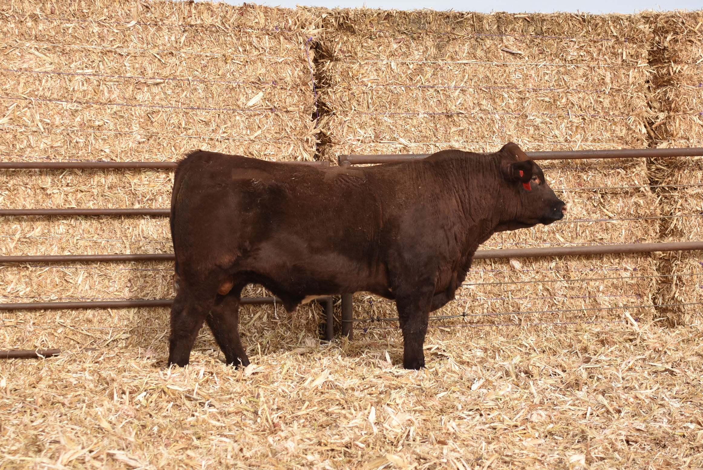 ASH VALLEY ACCELERATE 1619