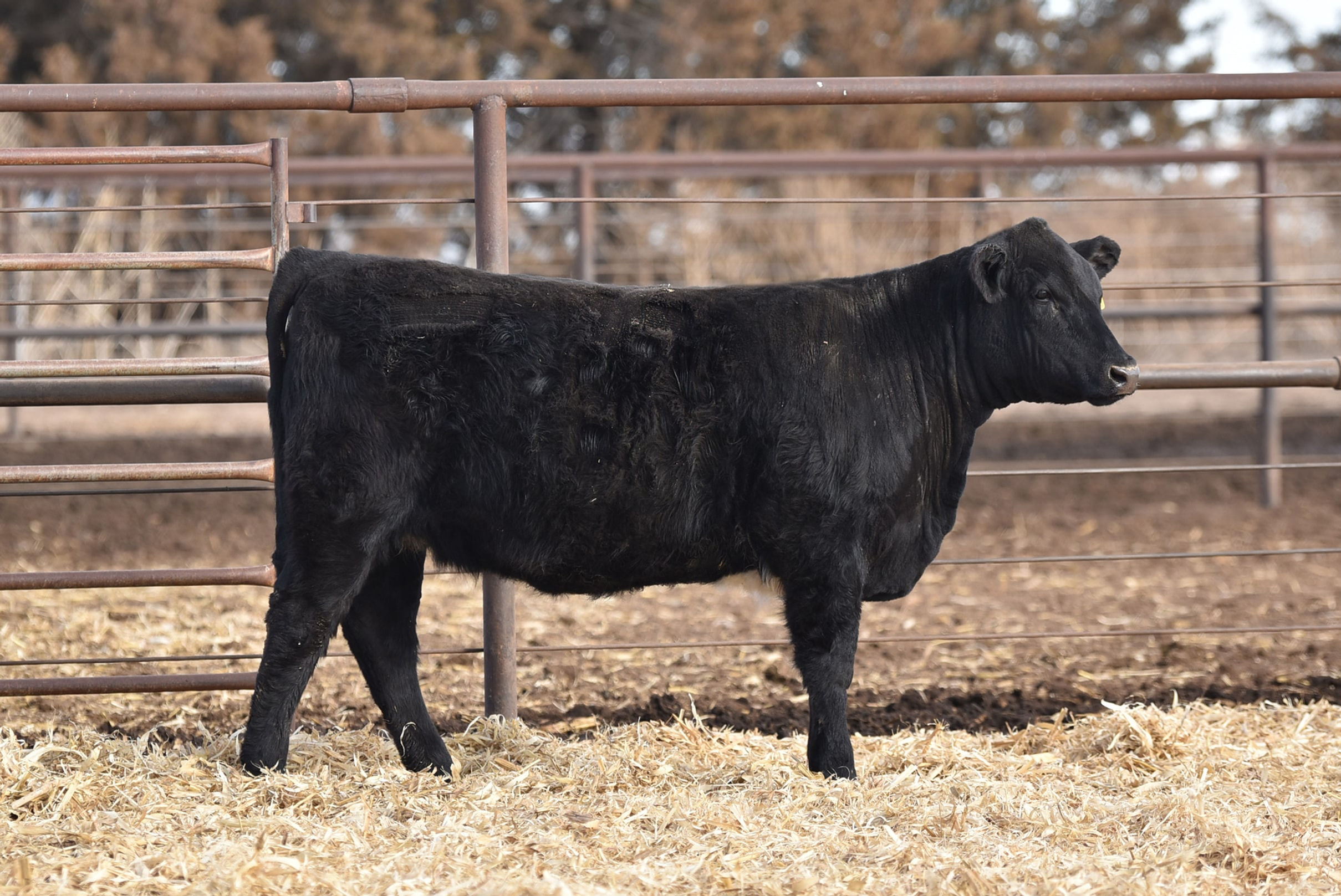 ASH VALLEY MORGAN 4311