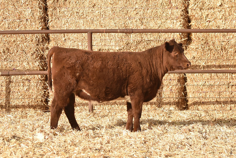 ASH VALLEY MAGGIE 2059