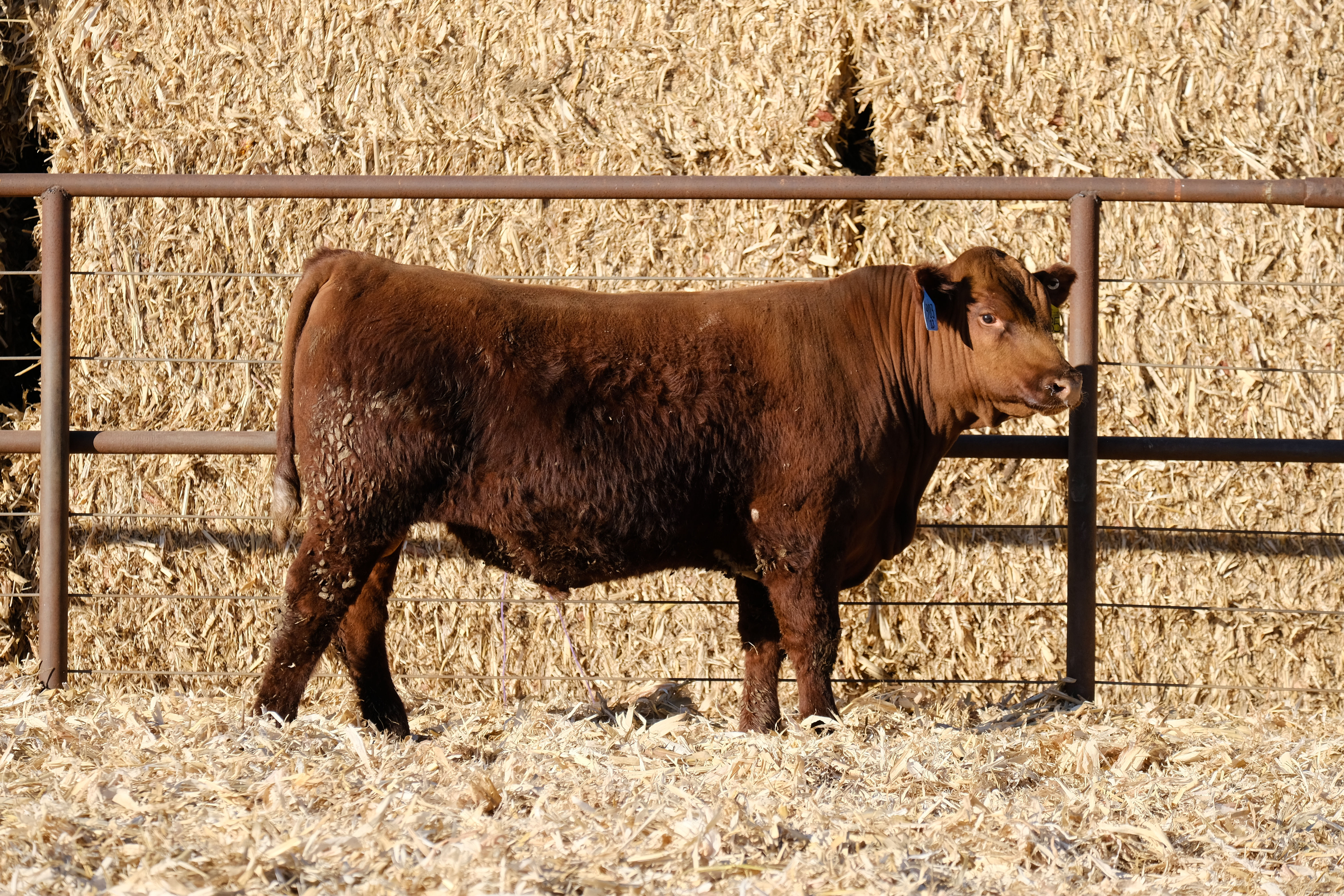 ASHVALLEY COMPLETE 3485