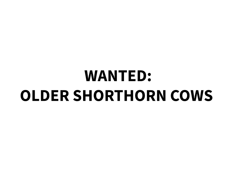 WANTED OLDER  COWS FOR SPRING CALVES