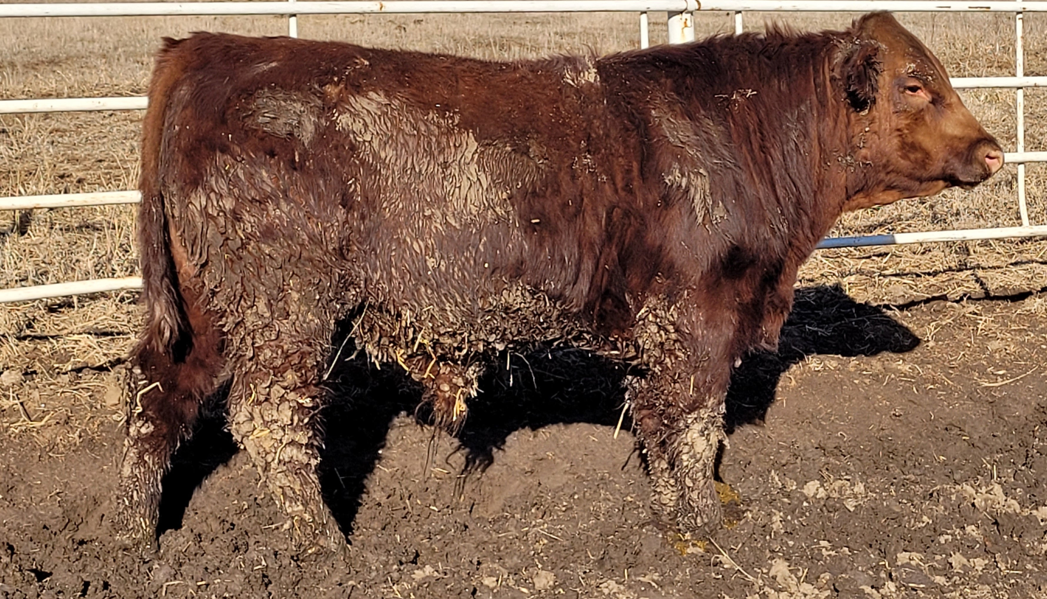 PVSF SUSIE SUE'S RIPPER 211K