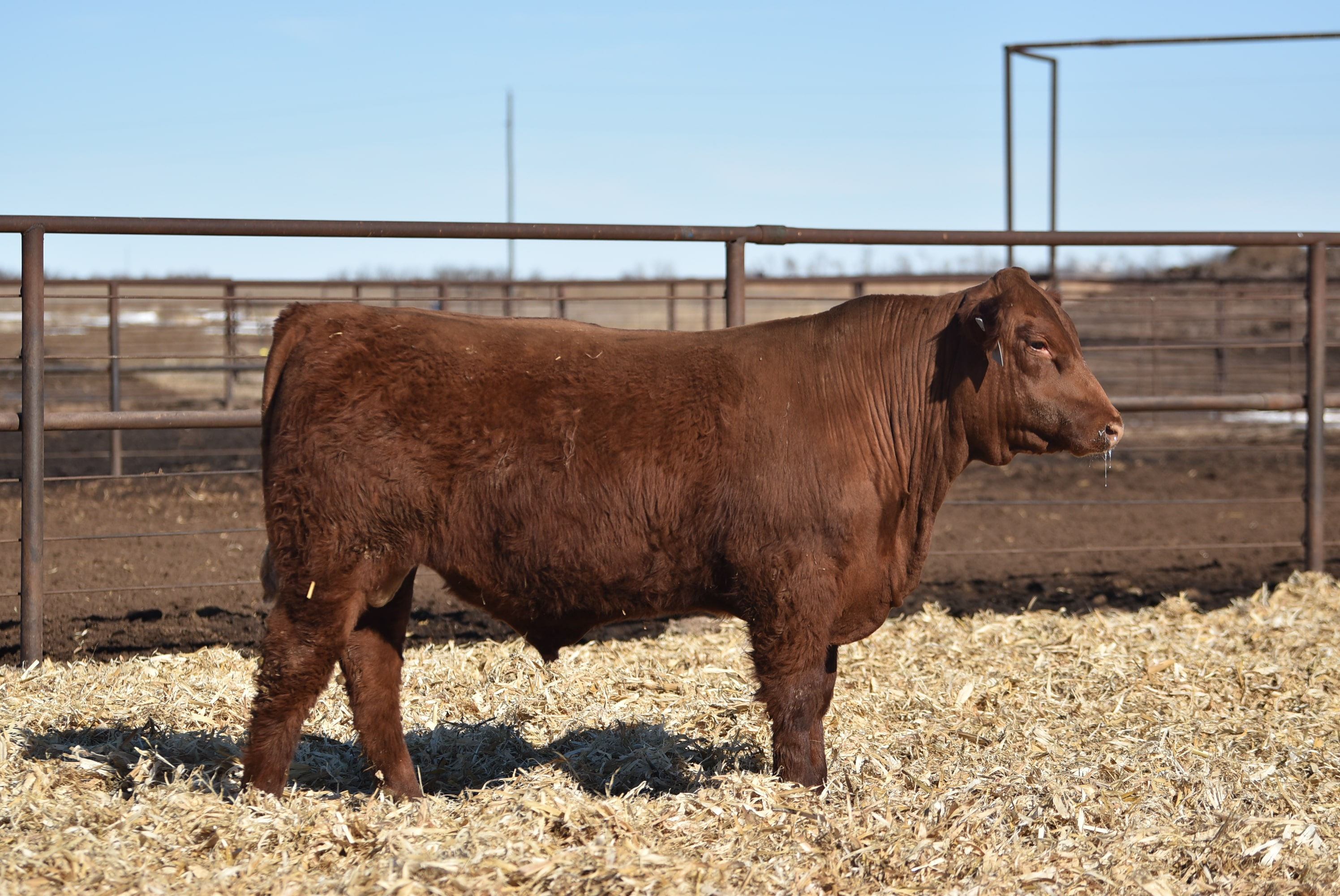 ASHVALLEY BRONC 4310