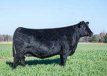 DONOR_X41C AAA18478257_ZCH_9474_edit.JPG