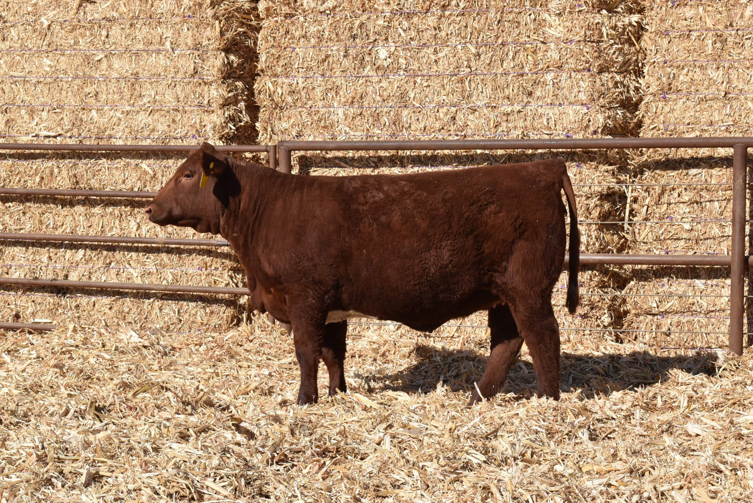 LOT 60 ASH VALLEY JULIE ROSE 0312