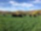 River cover crop grazing.JPG