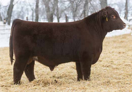 JSF Red Rock 80K.jpg