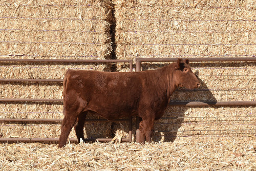 LOT 80 ASH VALLEY LUCY 009 | Loving Farms