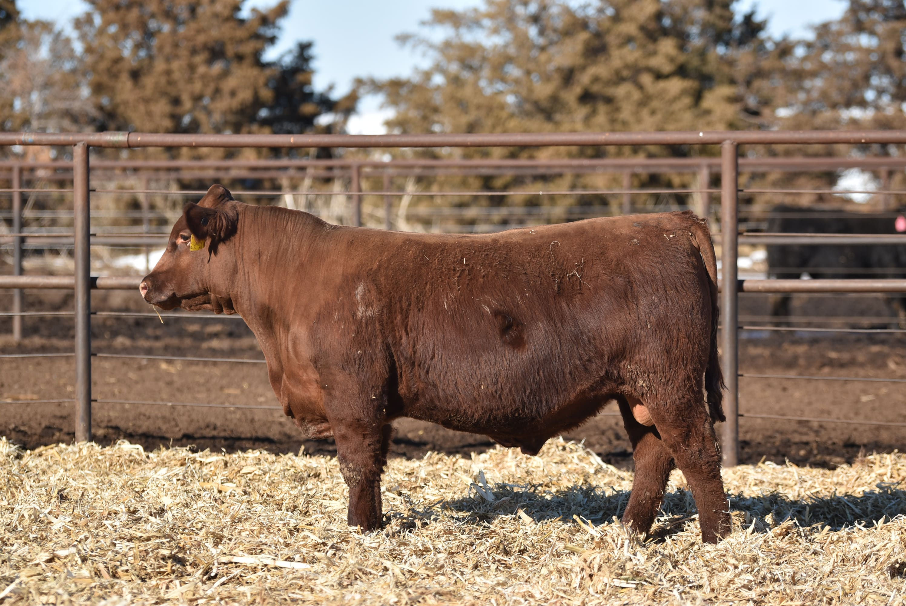 ASHVALLEY ROYAL FLUSH 4217