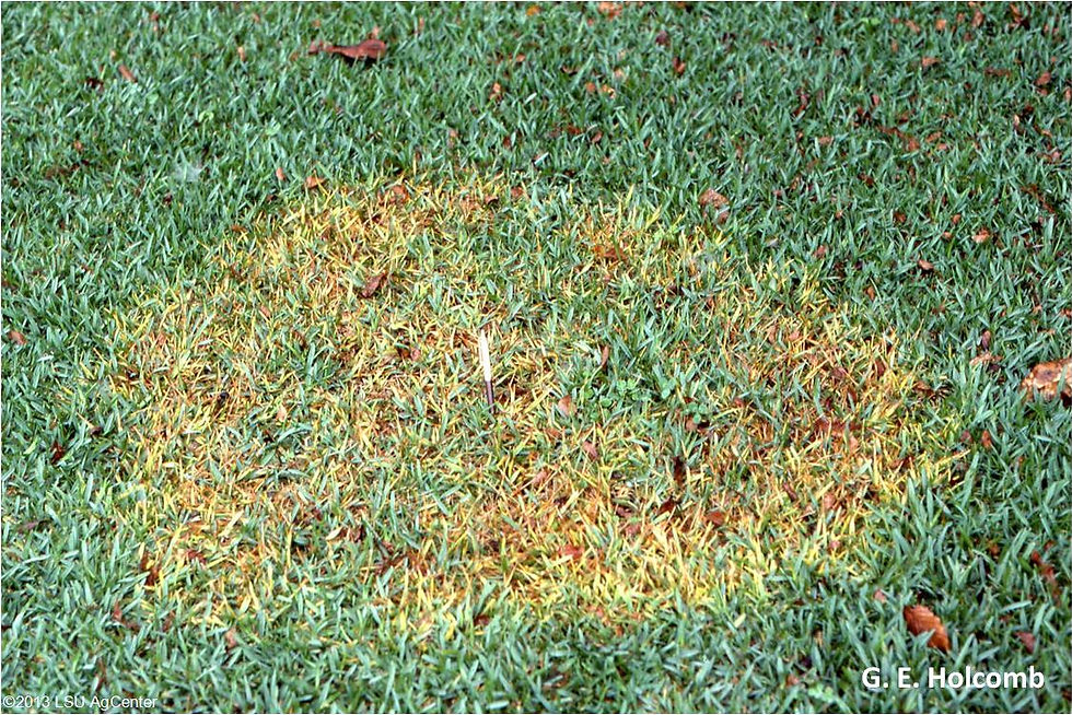 Brown Patch early stage