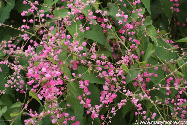 Growers Outlet Best Perennials For Montgomery County Texas Pink C Vine