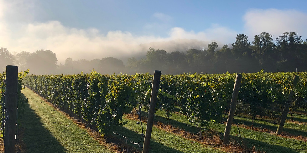 Federal Twist Vineyard