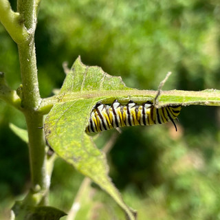 Garden-Visitor-2.jpeg