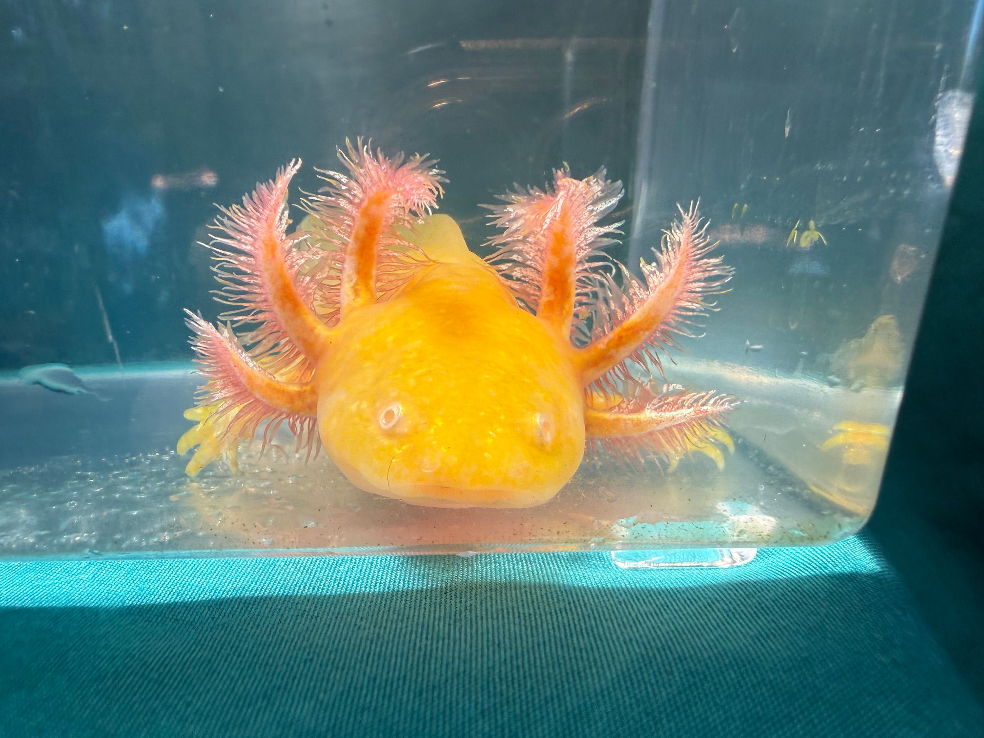 Fool's Gold (4.5"+ Golden Albino Juvenile)