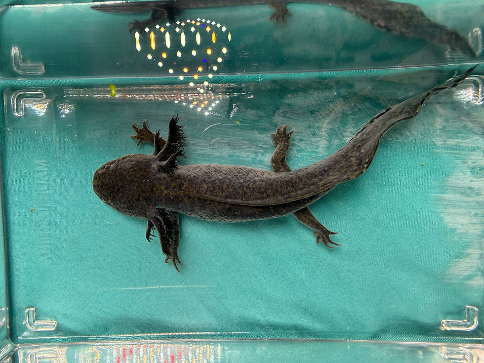 Thumbnail: Shining Star (7"+ Wild Subadult, Possible Female)