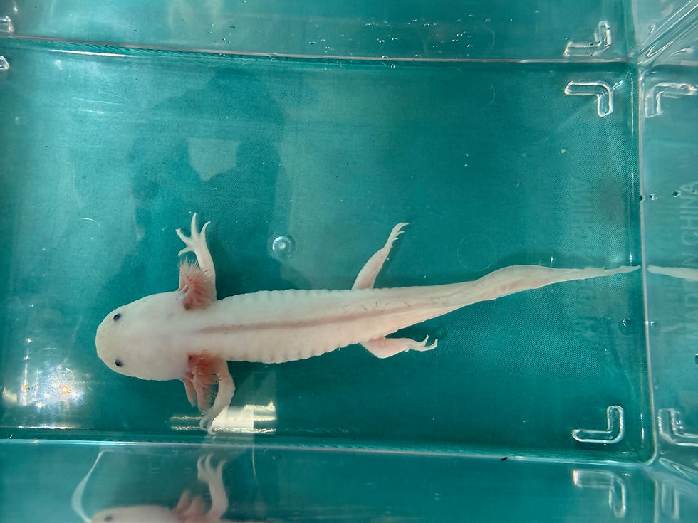 Thumbnail: Rose Tide (5"+ Leucistic Juvenile)