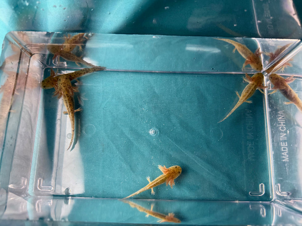 Thumbnail: *PRE- ORDER* GFP Wild Juveniles