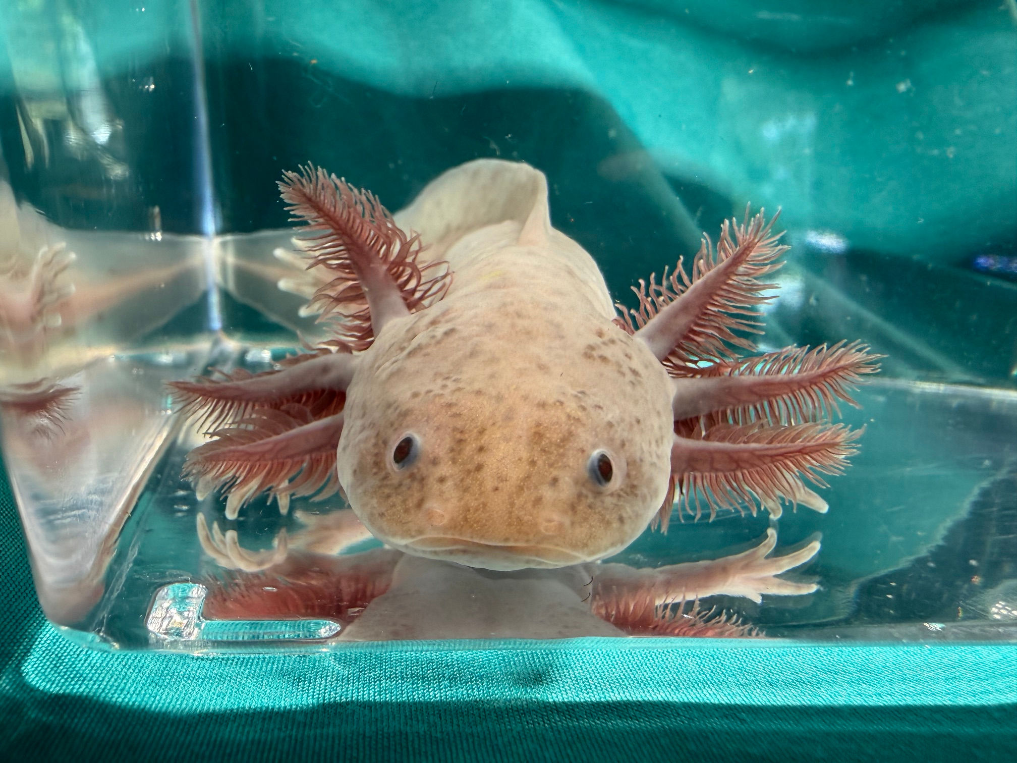 Nebula (5.5"+ Copper Melanoid Juvenile)