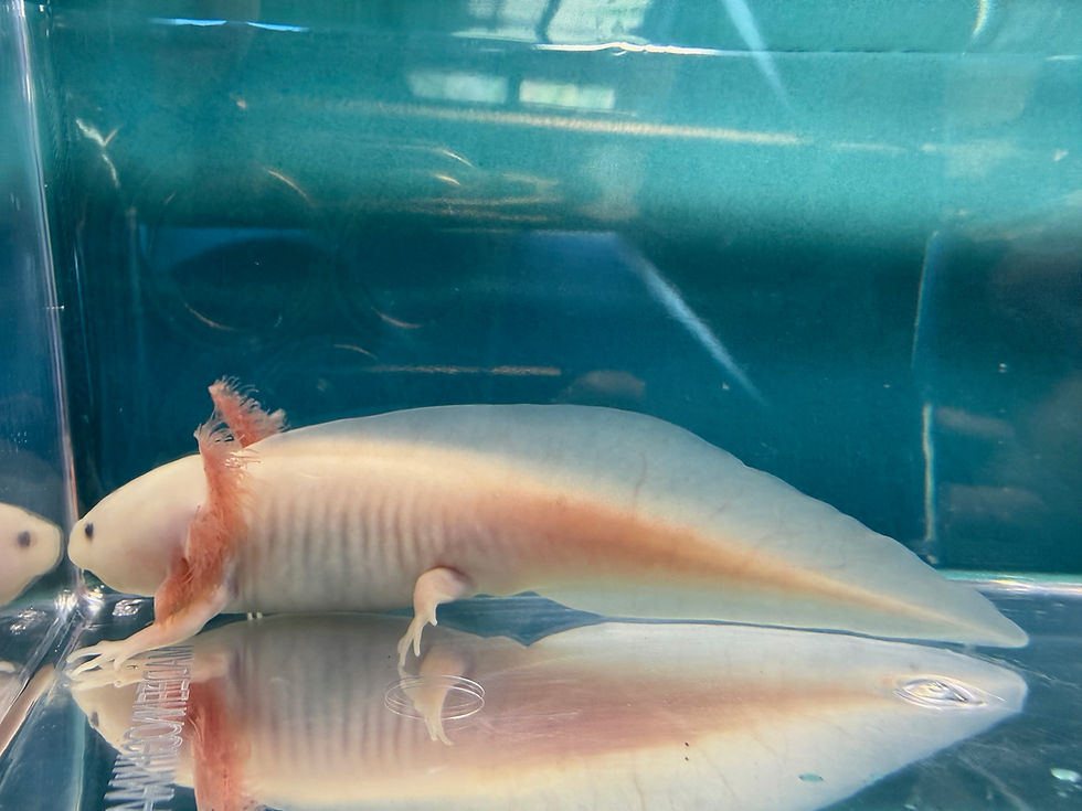 Thumbnail: Eyeball (4"+ Leucistic Juvenile)