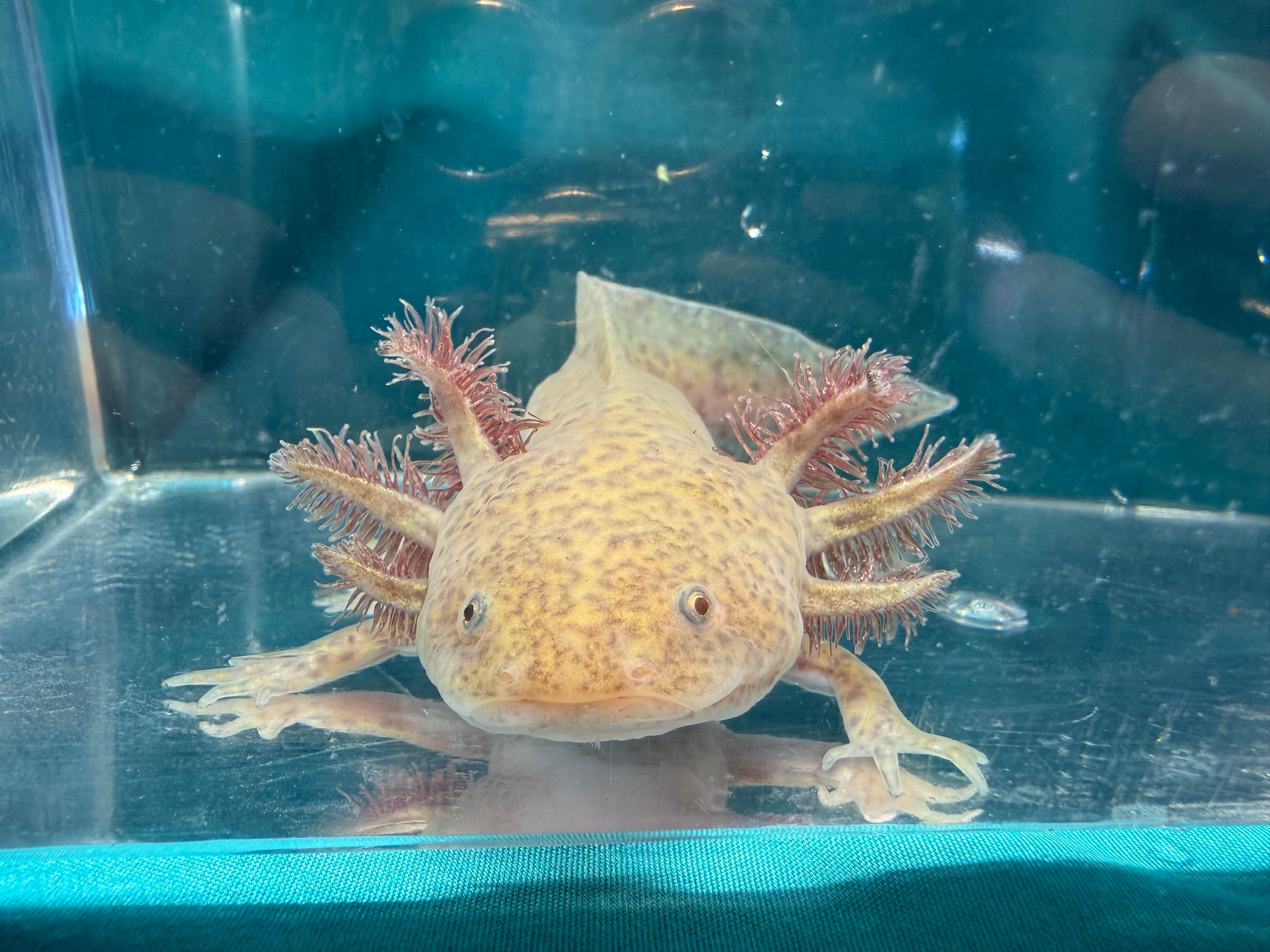 Voyager (6"+ Copper Subadult, Possible Female)