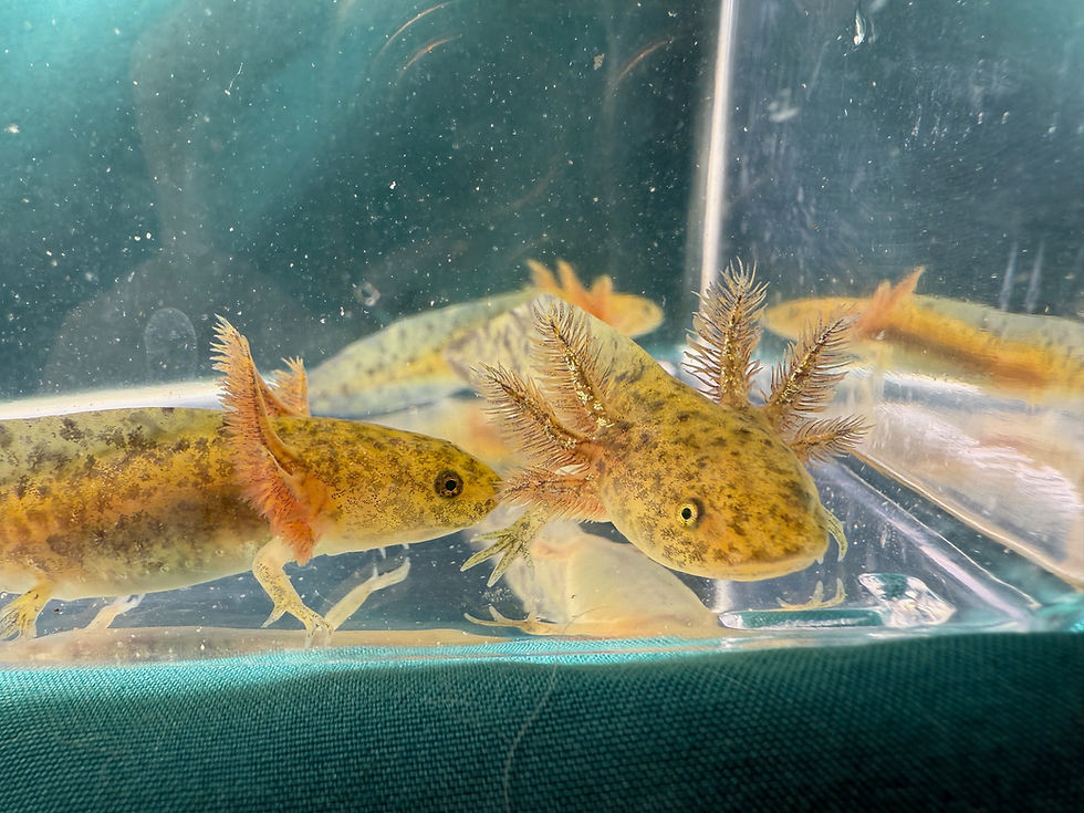 Thumbnail: *PRE- ORDER* GFP Wild Juveniles