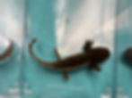 Thumbnail: Silly Sticks (5-6" Wild Juvenile)