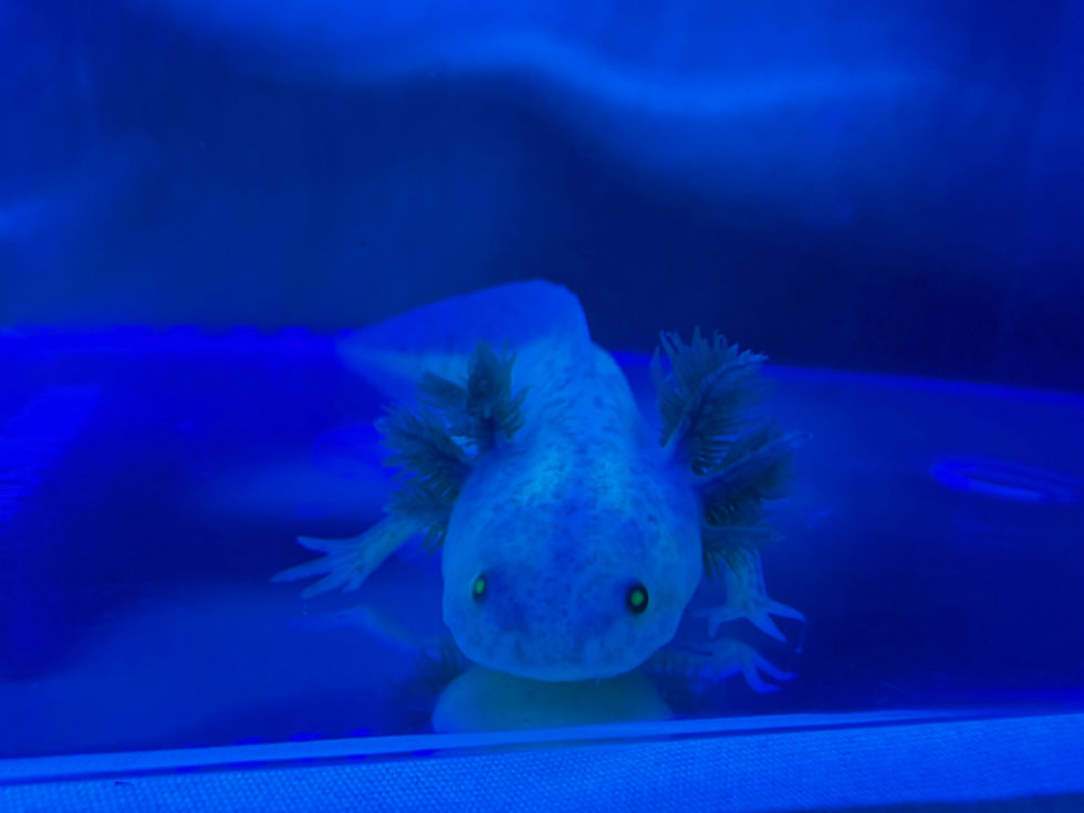 Thumbnail: Two Shoes (3-4" GFP Axanthic Copper Juvenile)