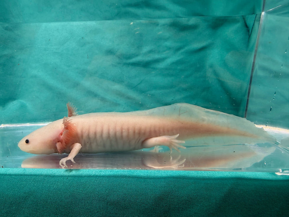 Thumbnail: Rose Tide (5"+ Leucistic Juvenile)