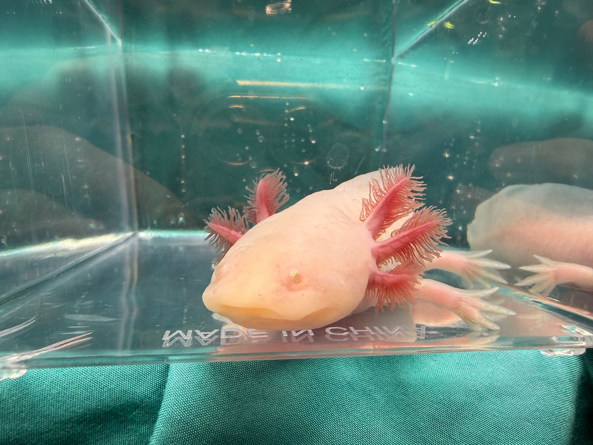 Tiny Bit (7"+ White Albino Subadult, Male )